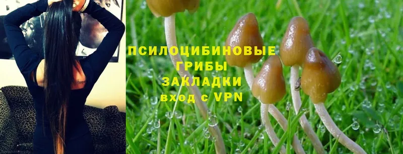 Псилоцибиновые грибы Psilocybe  Калач 